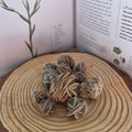 Desert Rose