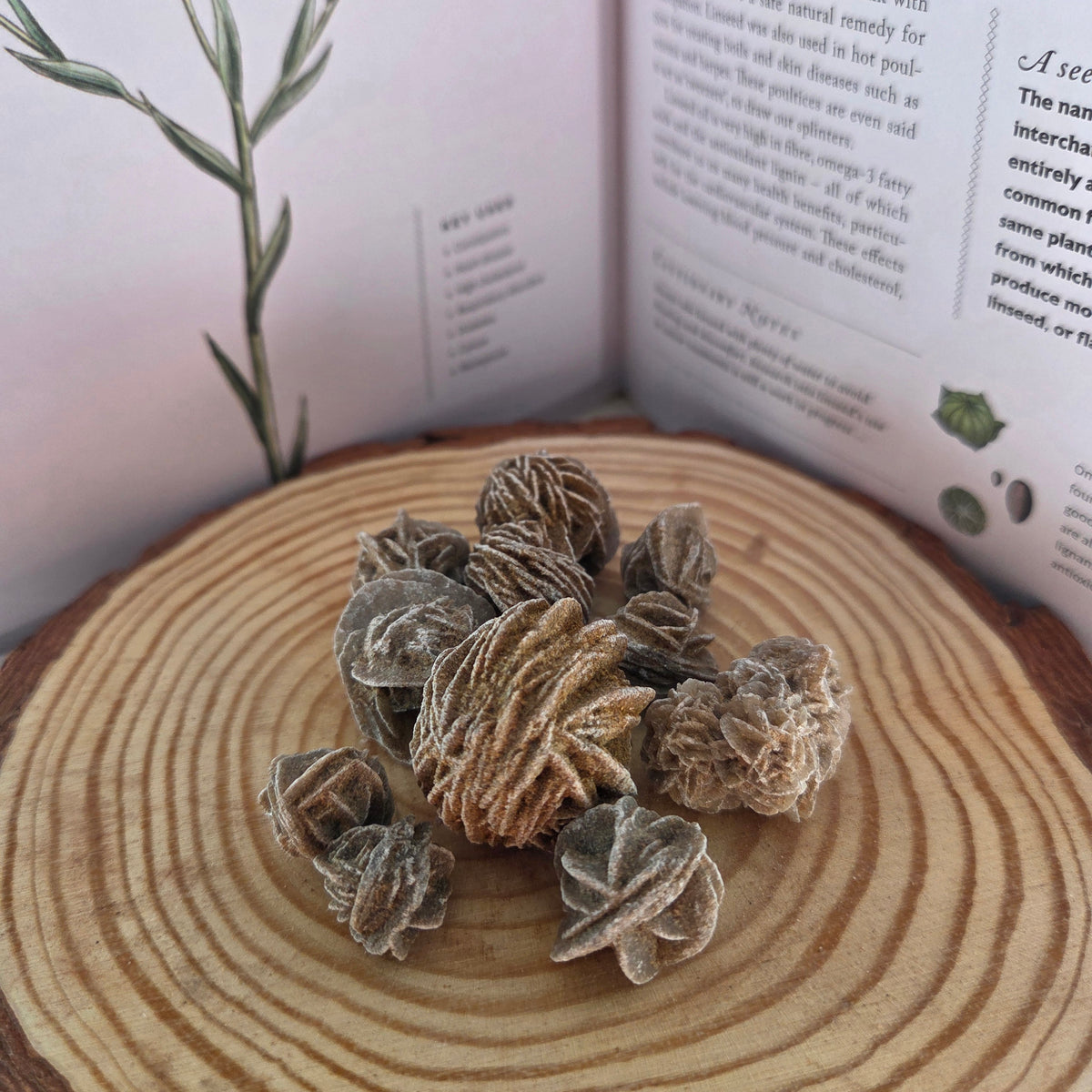 Desert Rose